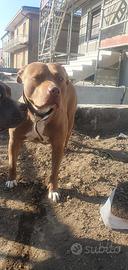 Pitt bull