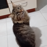 Maine Coon maschietto 12 mesi disponibile