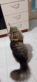 Maine Coon maschietto 12 mesi disponibile