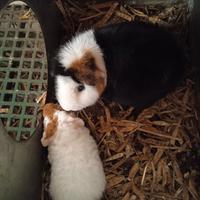 Porcellini D'india Razza US Teddy