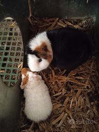 Porcellini D'india Razza US Teddy