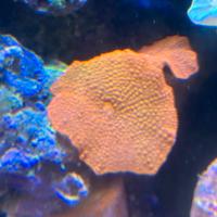 Acquario Marino coralli