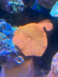 Acquario Marino coralli