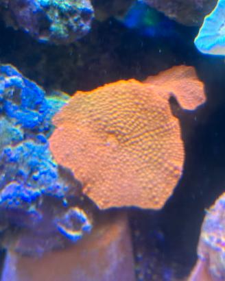 Acquario Marino coralli