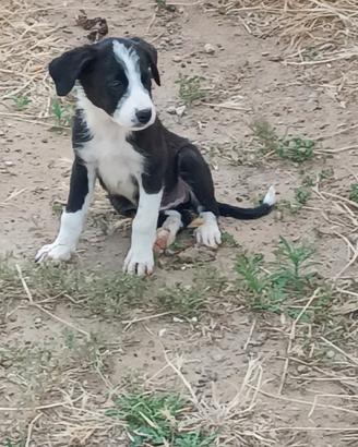 Cuccioli di cane