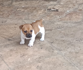 Cucciolo di Jack Russel