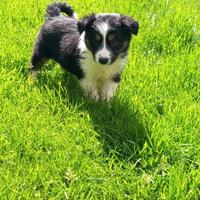 Cuccioli border collie con pedigree