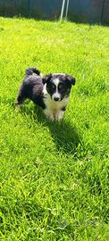 Cuccioli border collie con pedigree