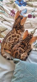 Cuccioli gatto bengala disponibili - ped. ENFI
