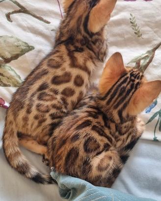 Cuccioli gatto bengala disponibili - ped. ENFI