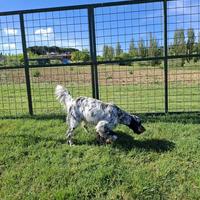 Setter inglese