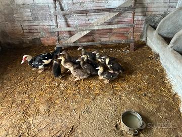 Anatroccoli / anatre mute