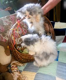Cuccioli persiani nati in famiglia sani