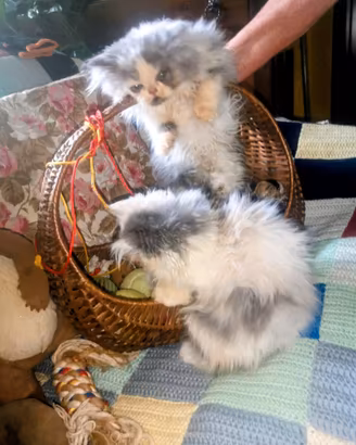 Cuccioli persiani nati in famiglia sani