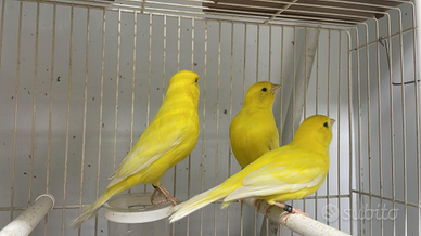 Canarini gialli
