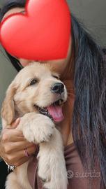 Cucciola di Golden Retriever linea americana