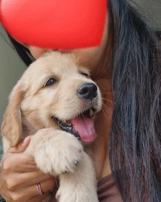 Cucciola di Golden Retriever linea americana