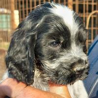 Cocker Spaniel con Pedigree