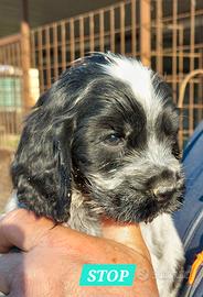 Cocker Spaniel con Pedigree