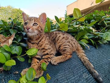 Gatto Bengala