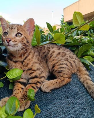 Gatto Bengala