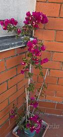 BOUGANVILLE COLOR MAGENTA