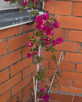 BOUGANVILLE COLOR MAGENTA
