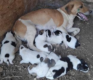 Cuccioli jack russel