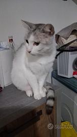 Piccolo gatto 2 anni