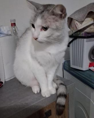 Piccolo gatto 2 anni