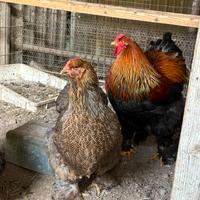 Pulcini Brahama oro perniciato