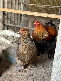 Pulcini Brahama oro perniciato