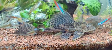 Hypostomus plecostomus pesce pulitore