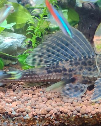Hypostomus plecostomus pesce pulitore