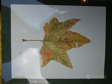 Natura Morta dip.mano