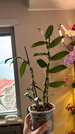 Orchidea Dendrobium Apollon