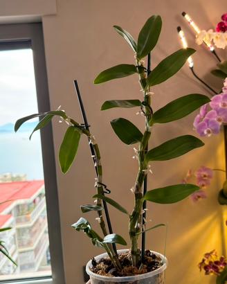 Orchidea Dendrobium Apollon