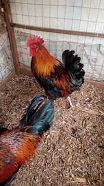 galli marans 