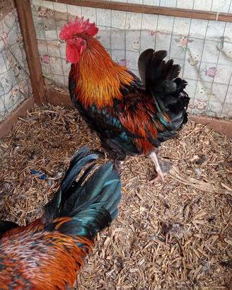 galli marans 