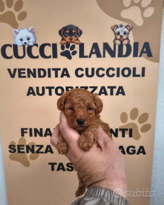 barboncino mini Toy Red  anche a rate x settembre 