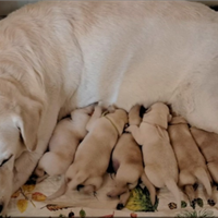 Cuccioli labrador retriver beige Disponibili