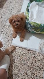 animali piccolissimi barboncini 