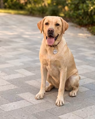 Labrador pedigree