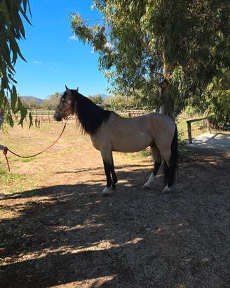 Cavallo spagnolo intero con documenti di razza