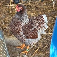 Coppia Galline Wyandotte Nane