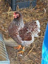 Coppia Galline Wyandotte Nane