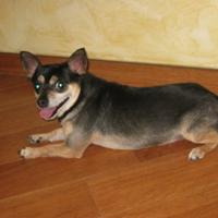 Pincher nano maschio