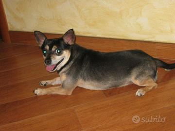 Pincher nano maschio