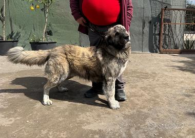 Cuccioli Pastore del Caucaso