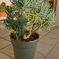 Pianta succulenta - Senecio mandraliscae